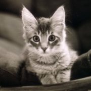 Alert silver tabby kitten