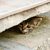 Kitten hiding between concrete slabs