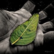 Green leaf in palm of black-and-white hand