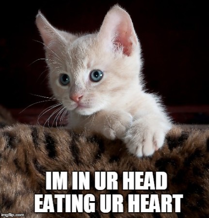 Kitten meme: I'm in your head eating your heart