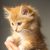 Ginger kitten held in hand