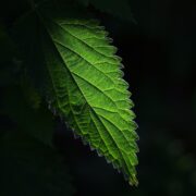 Vivid green leaf against darkness