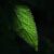 Vivid green leaf against darkness